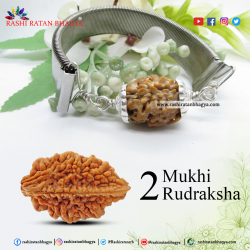Buy Certified 2 Mukhi Rudraksha Online in India