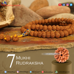 Buy 7 Mukhi Rudraksha From Rashi Ratan Bhagya At Genuine