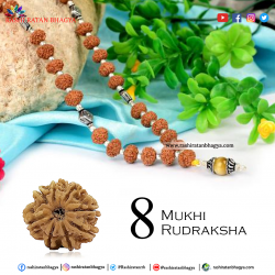 Buy 8 Mukhi Rudraksha Best price Online at Rashi Ratan Bagya