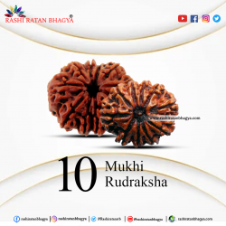 Shop Certified 10 Mukhi Rudraksha Online at The Best Price
