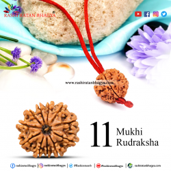 Buy 11 Mukhi Rudraksha Beads Online at Rashi Ratan Bagya