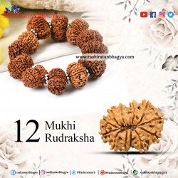 Original 12 Mukhi Rudraksha Online Best Price in India.