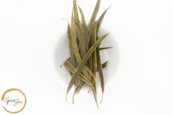 Native Gumbi Gumbi Tea by Spice Zen