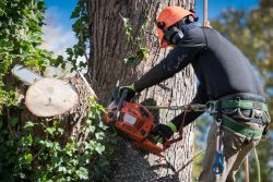 Northern Beaches Tree Removal Promoting Safety and Beauty
