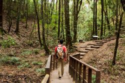 Paseos, rutas y caminos por el bosque: Sumérgete en la tranquilidad de los bosques y descubre su ...