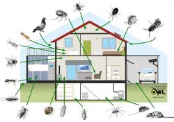 Pest Control Services Dublin: Expert Solutions For Infestation