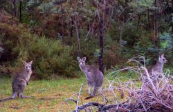 Phillip Island Wildlife Park A Haven of Australian Native Animals