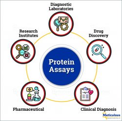 Protein Assays Market to be Worth $4.36 Billion by 2031