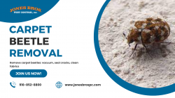 Top Tips for Carpet Beetle Removal