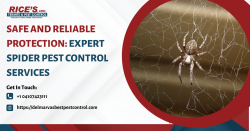 Safe and Reliable Protection: Expert Spider Pest Control Services