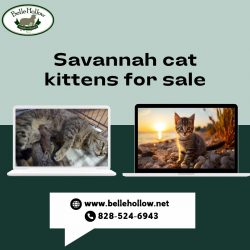 Quality Savannah Cat Kittens for Sale – Explore Our Selectio