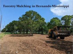 Forestry Mulching in Hernando Mississippi