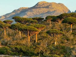 Socotra Pioneer Tours: Socotra Eco Tours