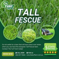 Tall Fescue-The Turf Farm
