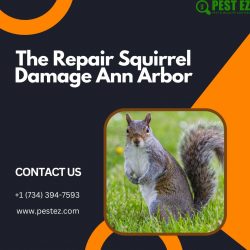 The Repair Squirrel Damage Ann Arbor