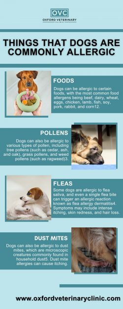 Things That Dogs Are Commonly Allergic