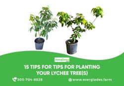 15 Tips for Tips for Planting your Lychee Tree(s)