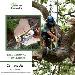 Top-Rated Tree Removal in Caulfield: Quality Service You Can Rely On