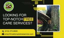 Get a Mess-Free Lawn Experience with Our Tree Removal Services!