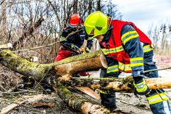 Tree Stump Removal Hoddesdon