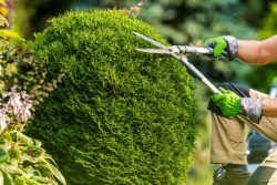 Tree Trimming Sydney Enhance Your Greenery’s Beauty with our Trimming Experts