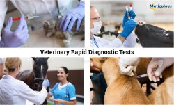Veterinary Rapid Diagnostic Tests Market to Reach $1.1 Billion by 2030