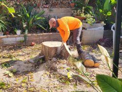 Regain Your Space: Efficient Palm Tree Removal in San Diego