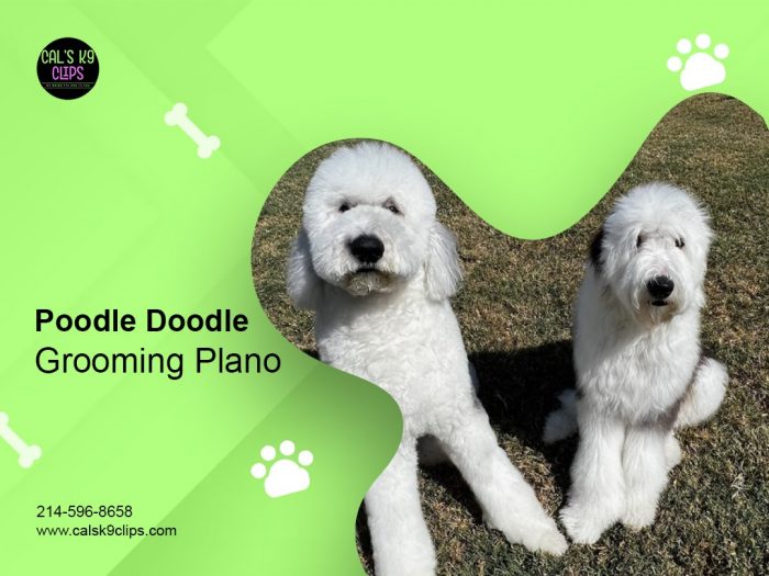 Poodle Doodle Grooming Plano