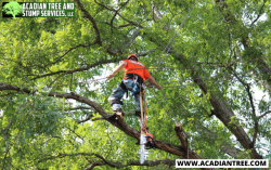 Tree Removal Pearl River | Acadian Tree and Stump Removal Service