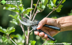 Talisheek Tree Removal | Acadian Tree and Stump Removal Service