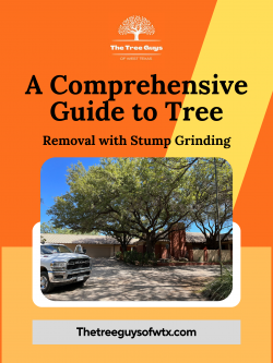 A Comprehensive Guide to Tree Removal with Stump Grinding
