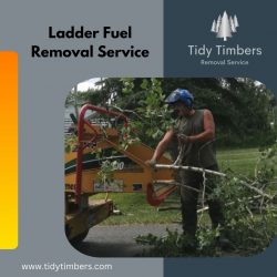Ladder Fuel Removal Service