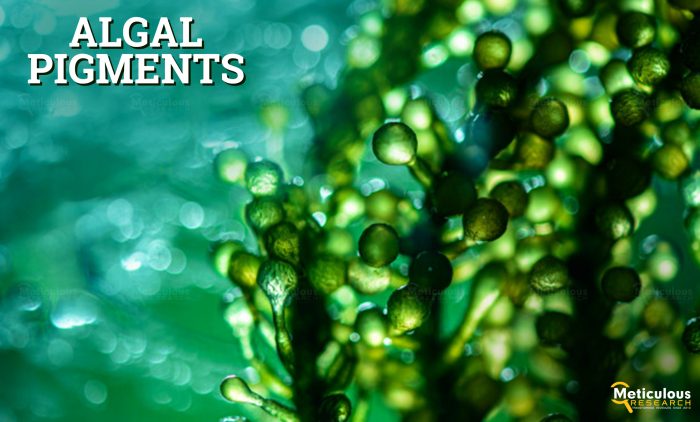 Algal Pigments Market Valuation to Climb to $669.8 Million by 2030
