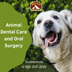 Animal Dental Care and Oral Surgery | Atlas Pet Hospital