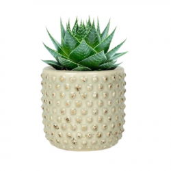 Elegant and Stylish Ceramic Plant Pots