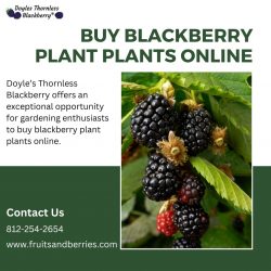 Buy Blackberry Plant Plants Online