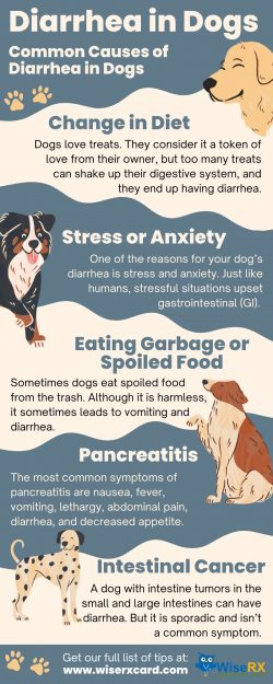 When is Dog Diarrhea an Emergency?