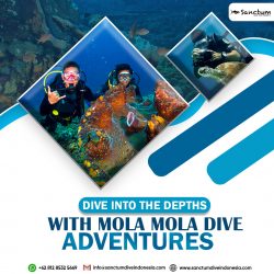 Dive into the Depths with Mola Mola Dive Adventures