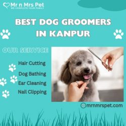 Professional Dog Groomers in Kanpur