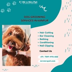 Dog Grooming Services at Home in Kanpur