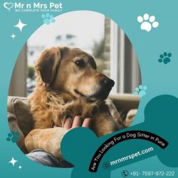 Best Dog Sitter in Pune at Affordable Price