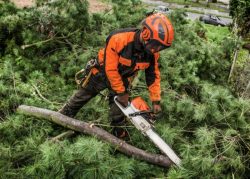 Working From Surveys | Tree Survey North London | KW Tree Care