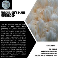 Experience the Delight of Fresh Lion’s Mane Mushroom