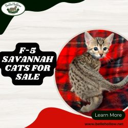 F-5 Savannah Cats for Sale | Exotic Felines from Belle Hollow