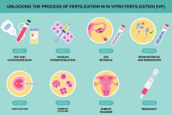 Unlocking the process of Fertilization in In Vitro Fertilization (IVF)