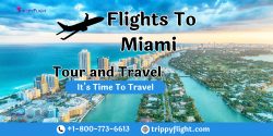 Flights To Miami | Trippy Flight