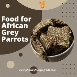 Food for African Grey Parrots