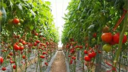 Fulvic Acid Fertilizer – Largest Organic Fertilizers Manufacturer in China | HUMICO