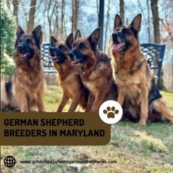 German Shepherd Breeders in Maryland