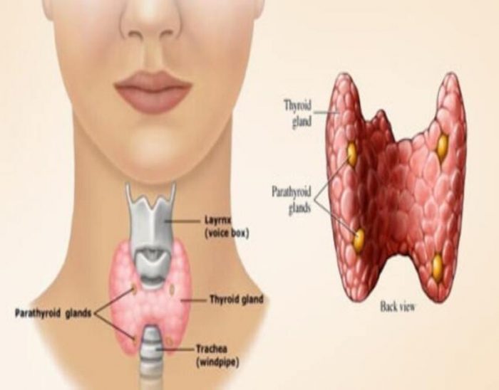 Goiter Surgery: Surgical Techniques and Innovations